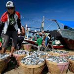 Sektor Perikanan Memberikan Peran Penting Terhadap Indonesia