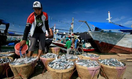 Sektor Perikanan Memberikan Peran Penting Terhadap Indonesia