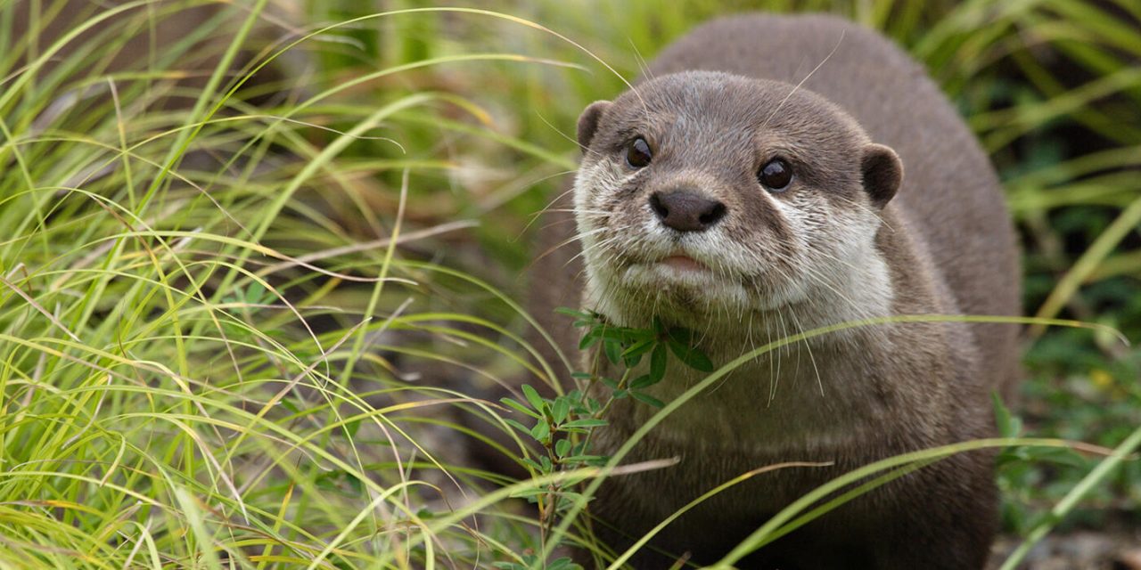 Otter, Hewan Cerdas Yang Dapat Di Pelihara Di Zaman Now