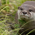 Otter, Hewan Cerdas Yang Dapat Di Pelihara Di Zaman Now