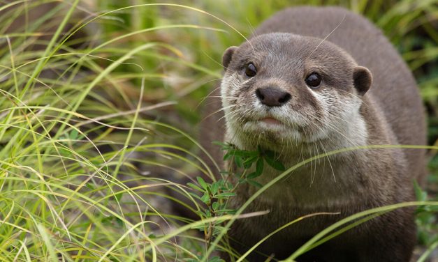 Otter, Hewan Cerdas Yang Dapat Di Pelihara Di Zaman Now