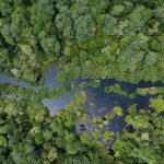 Peran Penting Hutan Tropis Mengatasi Krisis Iklim Dunia