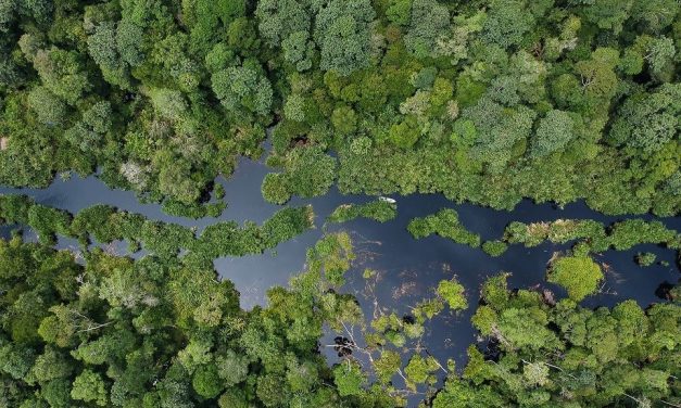 Peran Penting Hutan Tropis Mengatasi Krisis Iklim Dunia