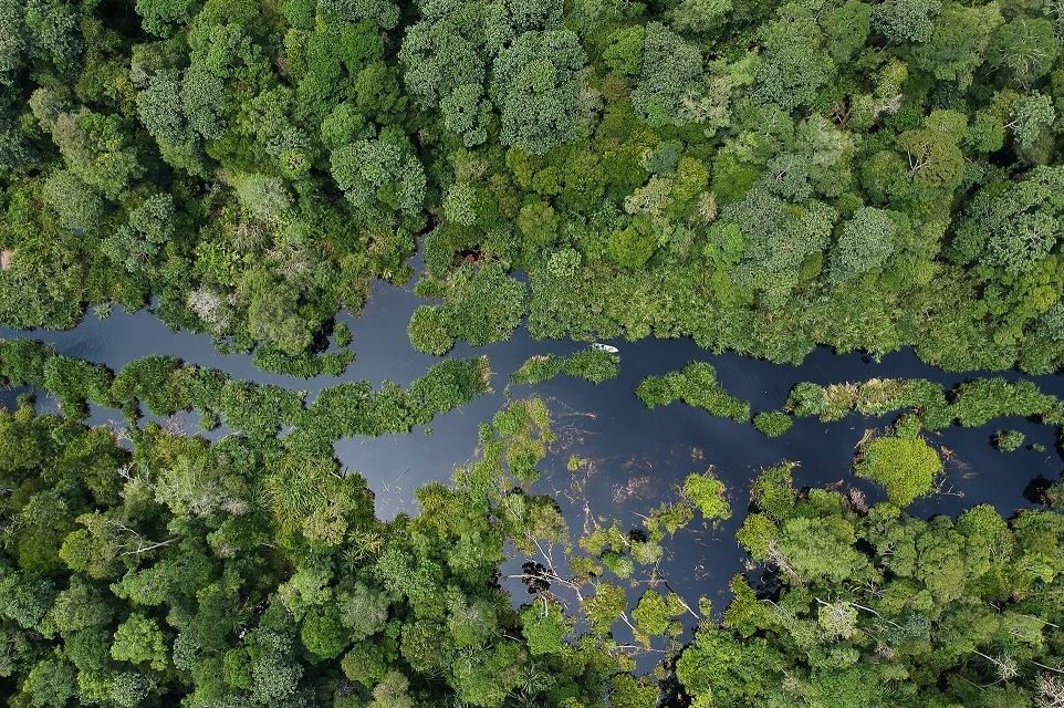 Peran Penting Hutan Tropis Mengatasi Krisis Iklim Dunia