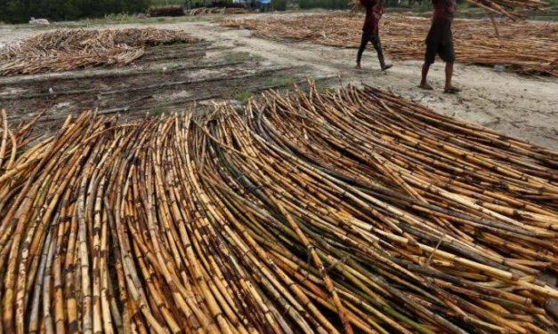 Batang Kayu Rotan Memainkan Peran Penting Industri Kerajinan
