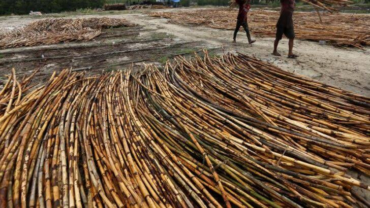 Batang Kayu Rotan Memainkan Peran Penting Industri Kerajinan