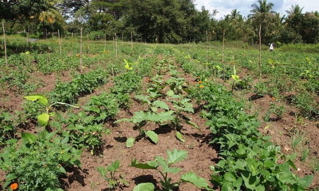 Sistem Polikultur Dalam Pertanian Yang Sangat Bermanfaat