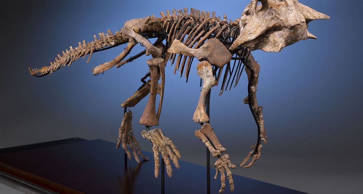 Tulang Dinosaurus Bisa Bertahan Hingga Jutaan Tahun
