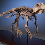 Tulang Dinosaurus Bisa Bertahan Hingga Jutaan Tahun