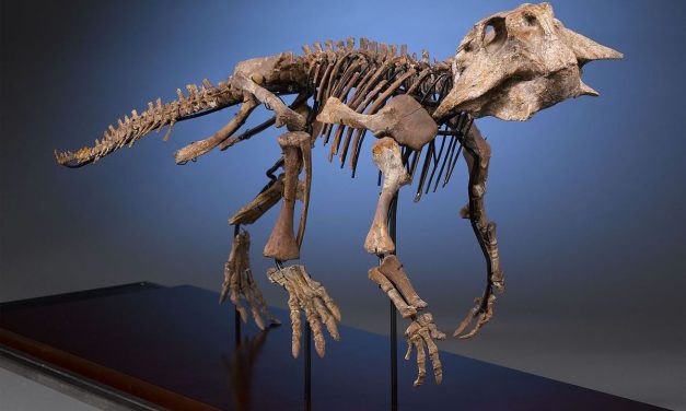 Tulang Dinosaurus Bisa Bertahan Hingga Jutaan Tahun