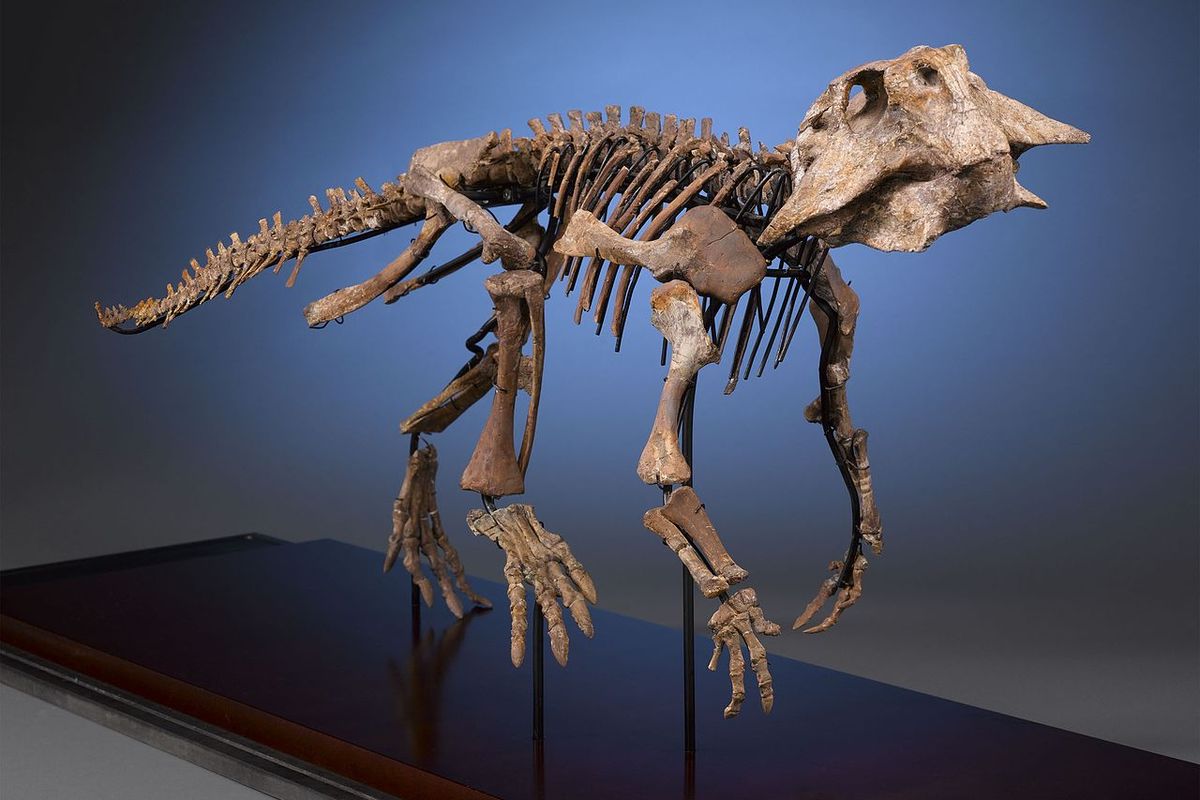 Tulang Dinosaurus