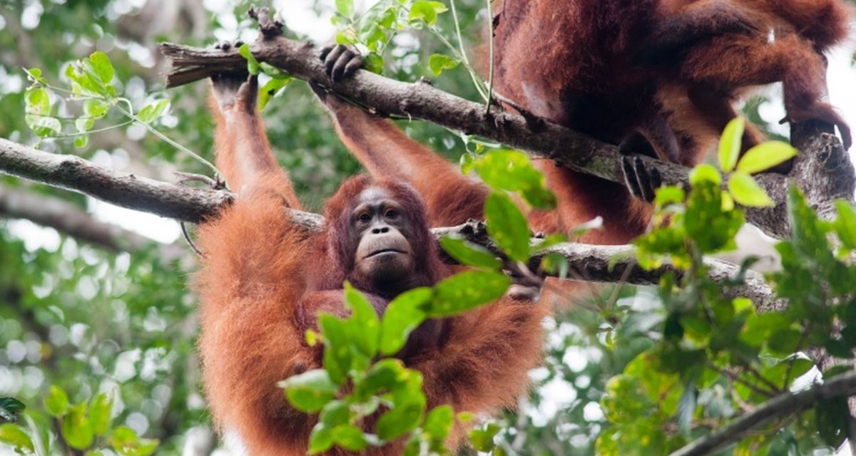 Upaya Pelestarian Fauna Di Kalimantan Harus Di Lakukan