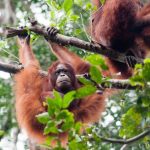 Upaya Pelestarian Fauna Di Kalimantan Harus Di Lakukan