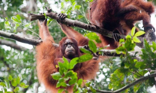 Upaya Pelestarian Fauna Di Kalimantan Harus Di Lakukan